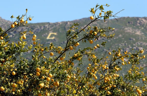 Orange Tree with C in the Background