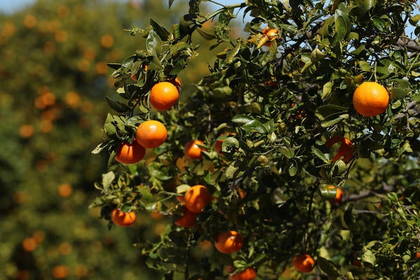 Orange Grove at UCR